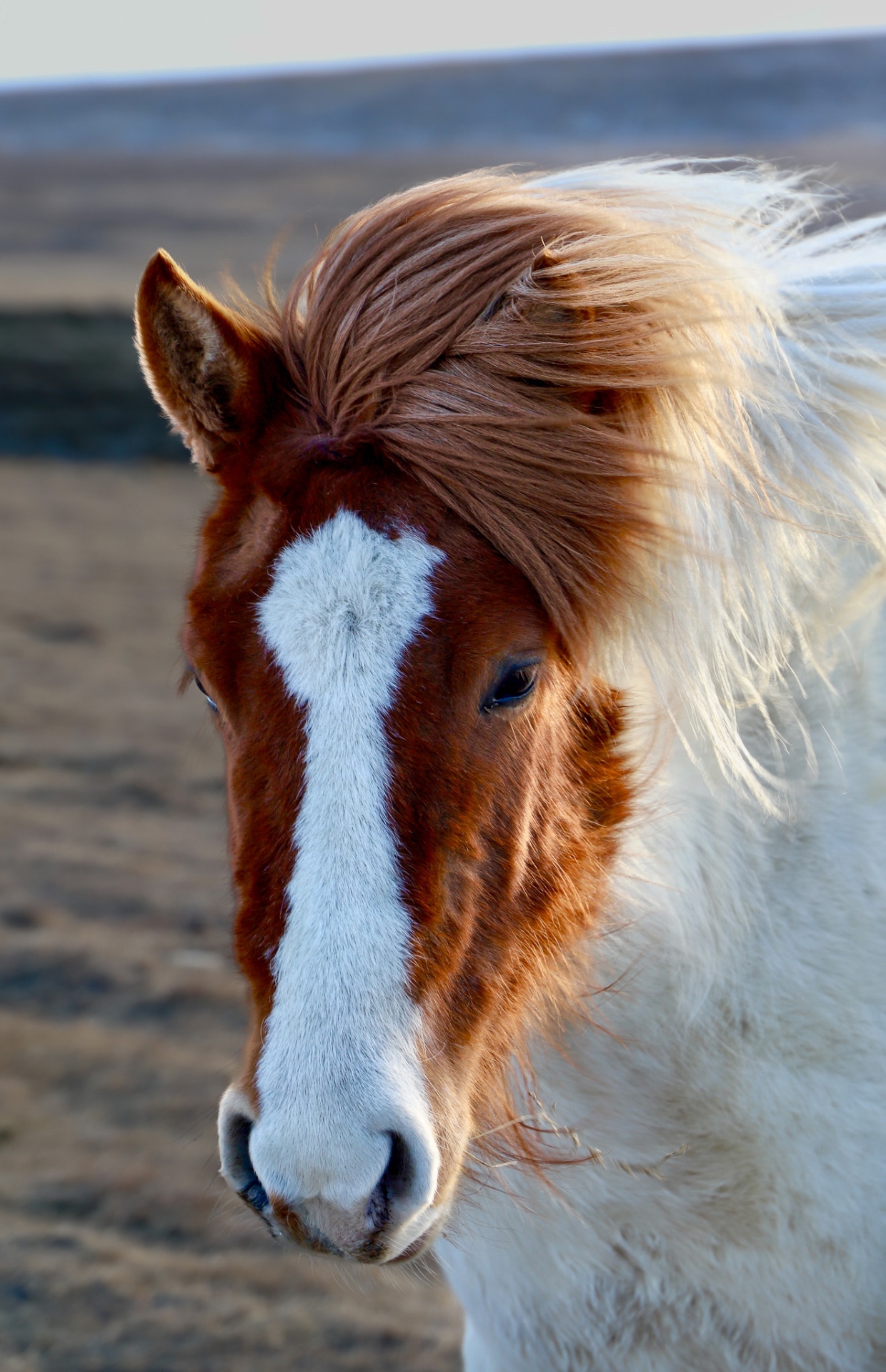 Paarden